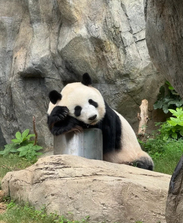 Ocean Park Hong Kong tips Ocean Park Hong Kong tips