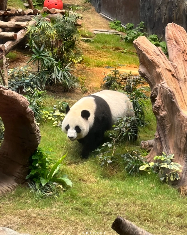 Disneyland Hong Kong tips Disneyland Hong Kong tips