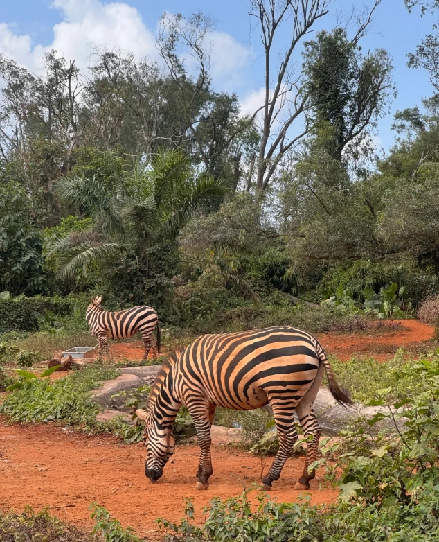 Hainan Tropical Wildlife Park: Is It Worth Your Time?