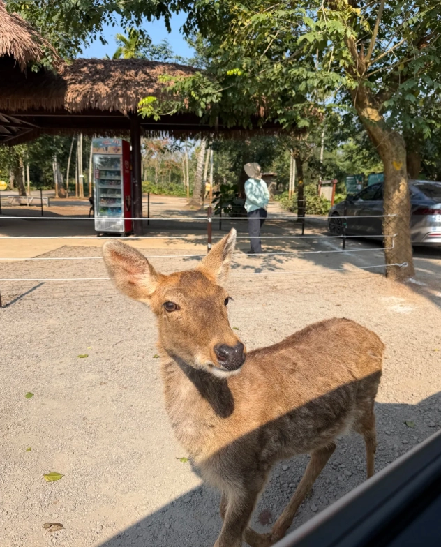 Photo of Hainan Tropical Wildlife Park: things to do in Haikou