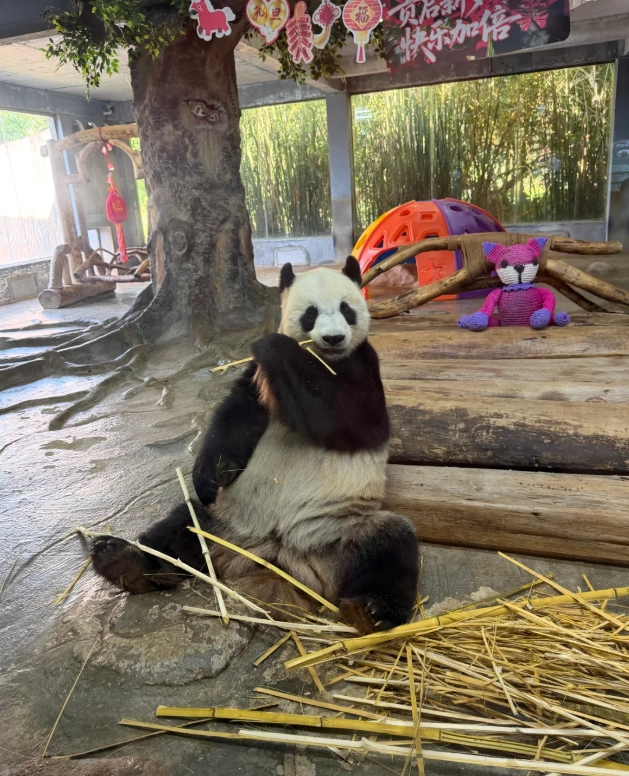 Hainan Tropical Wildlife Park: How to Visit Like a Pro
