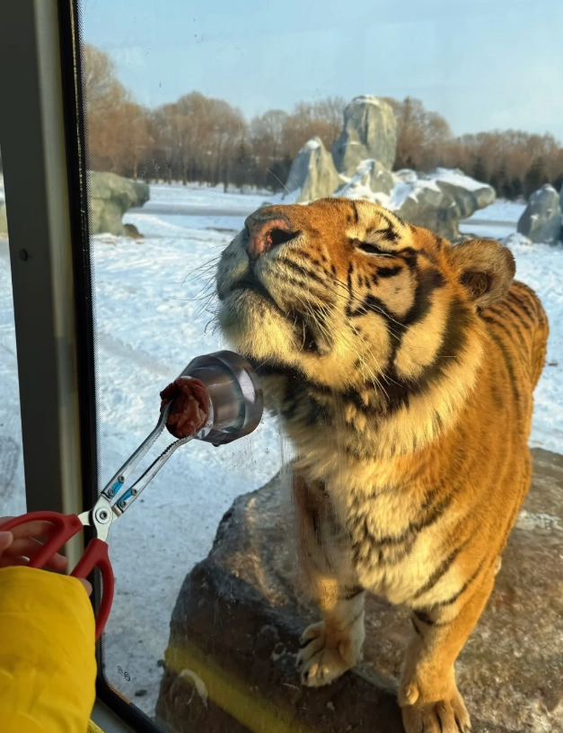Harbin Ice Festival itinerary Harbin Ice Festival itinerary