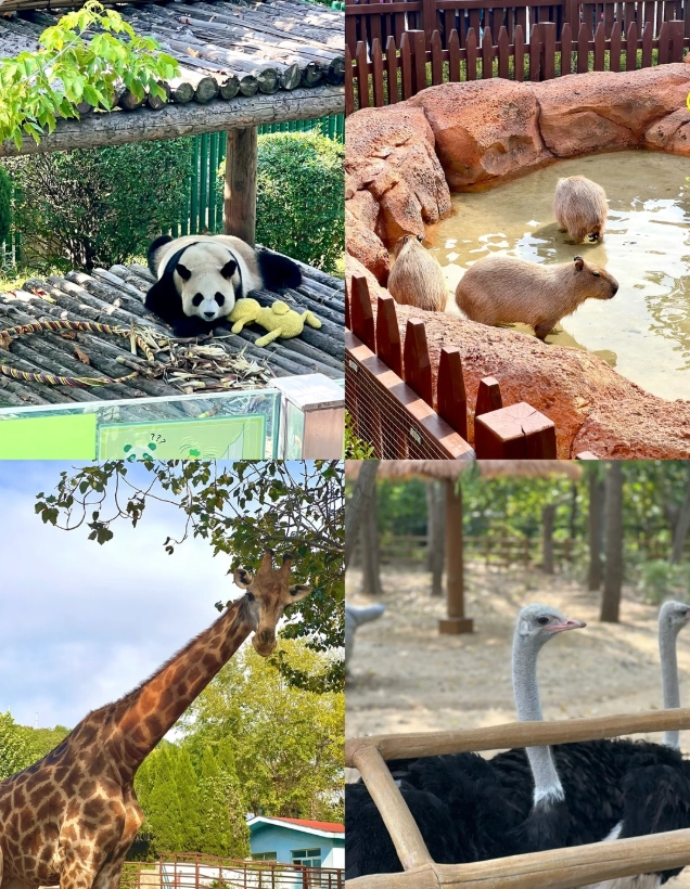 Dalian Forest Zoo tickets Dalian Forest Zoo tickets