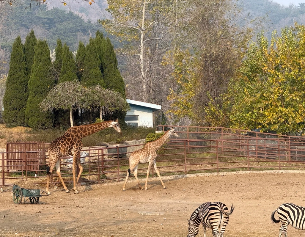 Photo of Dalian Forest Zoo: Dalian zoo experience