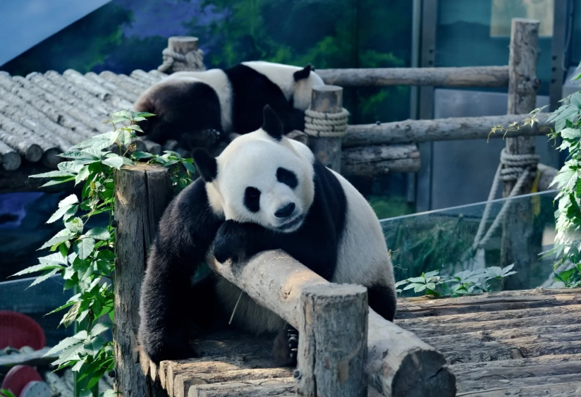 Photo of Dalian Forest Zoo: Dalian attractions