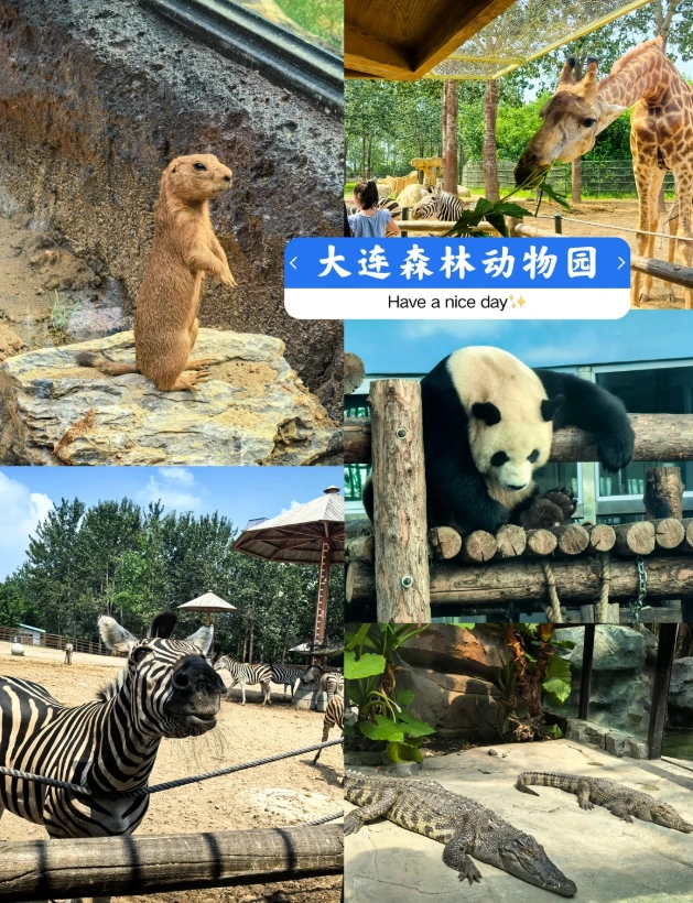 Photo of Dalian Forest Zoo: is Dalian Zoo good