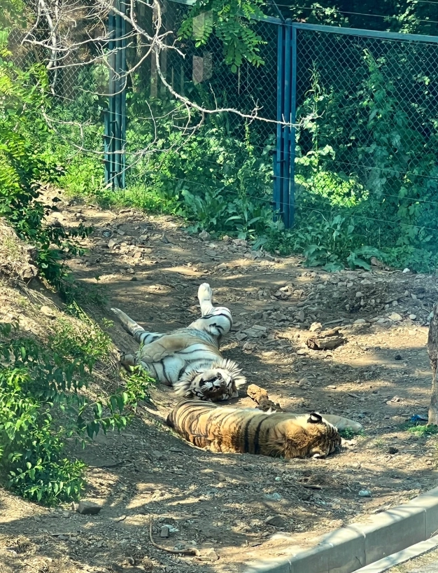Photo of Dalian Forest Zoo: Dalian Forest Zoo transportation