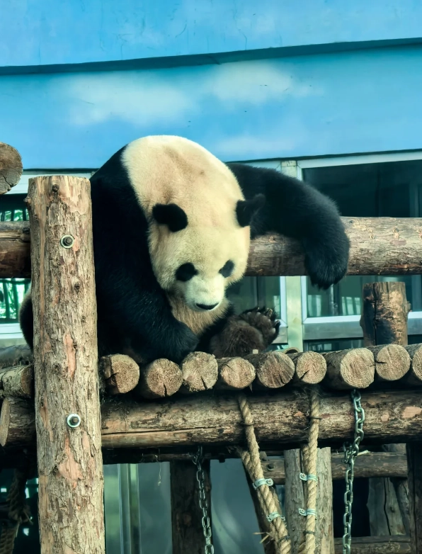 Dalian zoo experience Dalian zoo experience