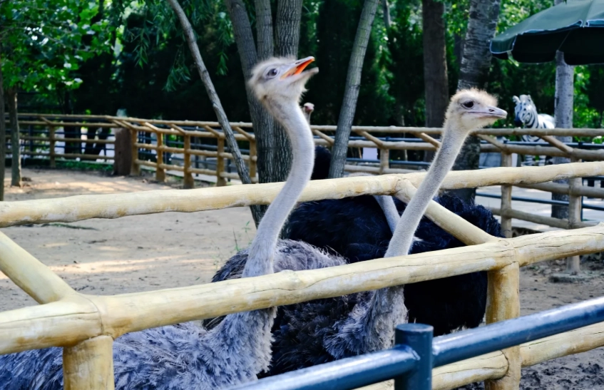 Photo of Dalian Forest Zoo: Dalian family activities