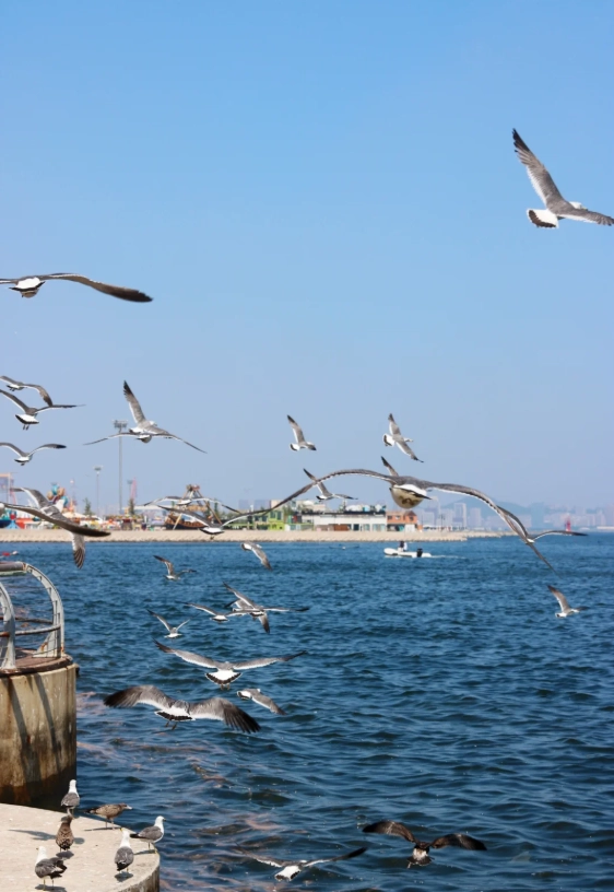 3 Days in Dalian: Seaside Sights, Seafood & Smart Tips