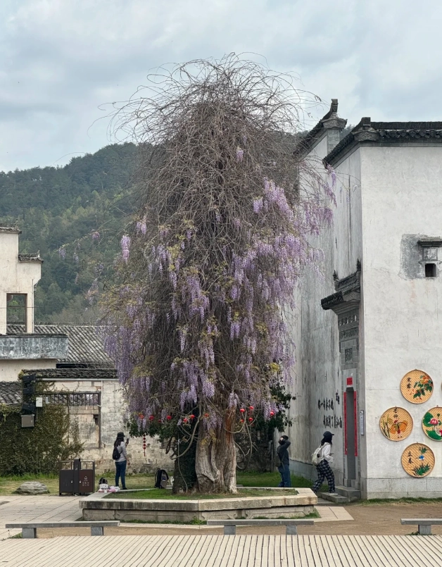 hongcun travel tips hongcun travel tips