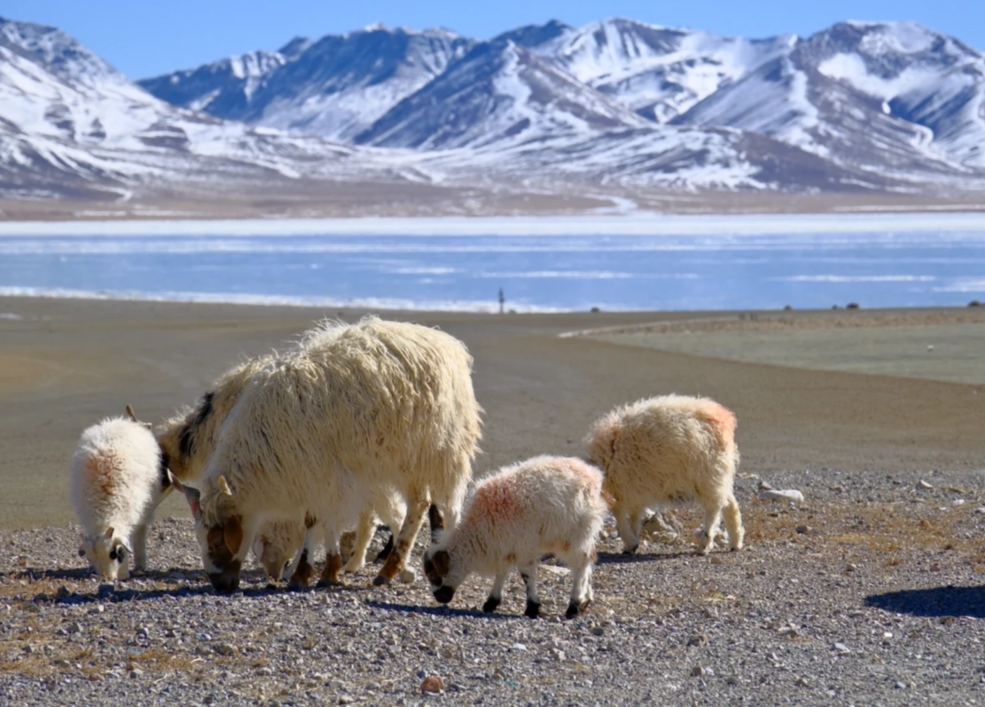 Travel photos of Lhasa: high altitude Tibet lake tours