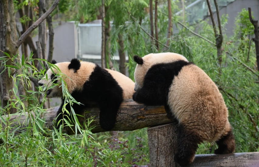 Chengdu Panda Base Guide: Skip the Crowds & See Pandas Like a Pro
