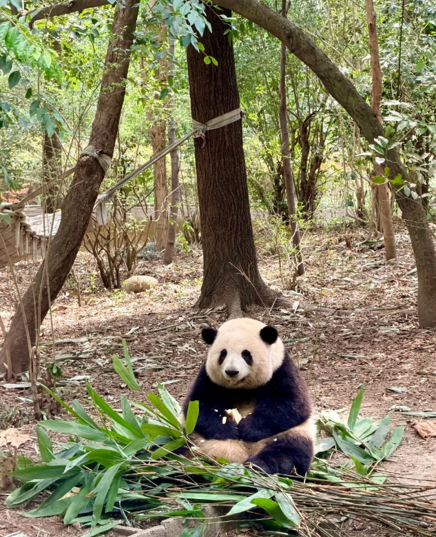 Chengdu panda breeding center Chengdu panda breeding center