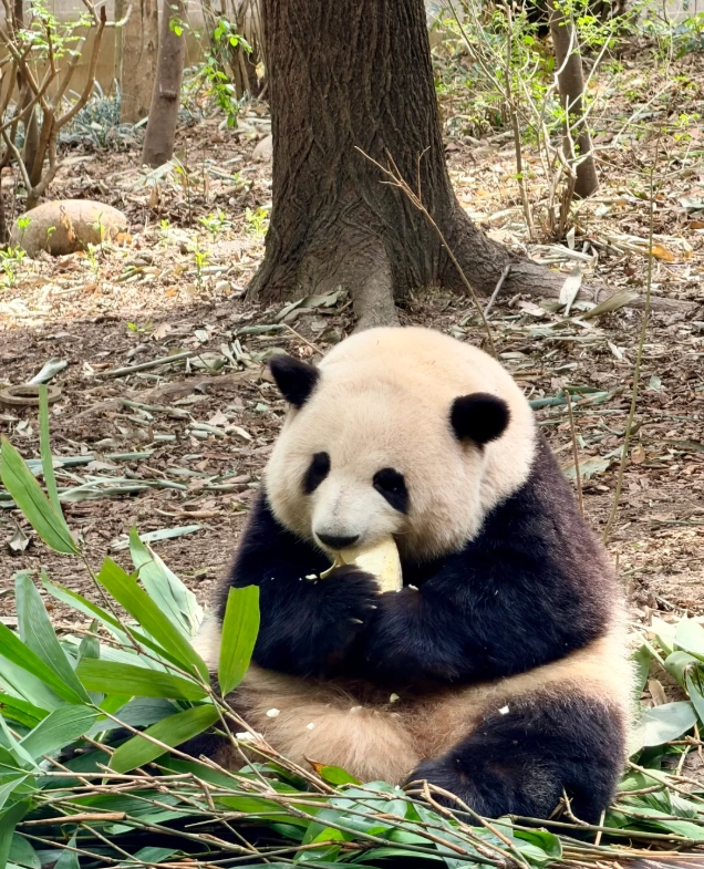 see pandas Chengdu see pandas Chengdu