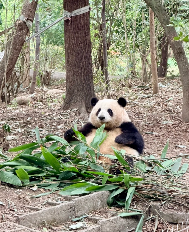 Dujiangyan panda base Dujiangyan panda base