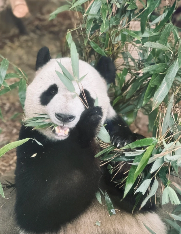 Chengdu panda base Chengdu panda base