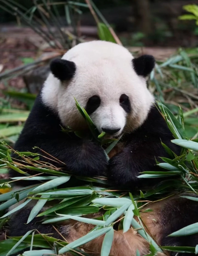 Where to See Pandas in Chengdu: Skip the Crowds at These Bases
