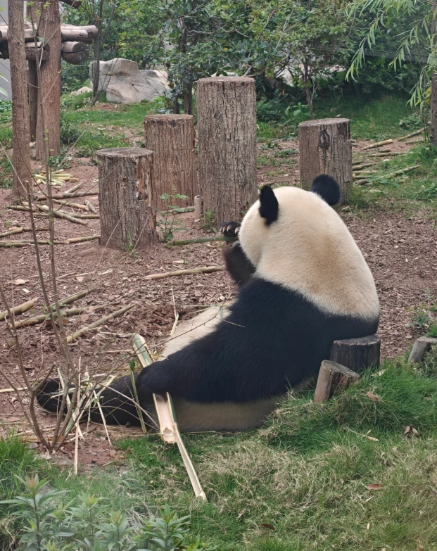Chengdu panda sanctuary Chengdu panda sanctuary