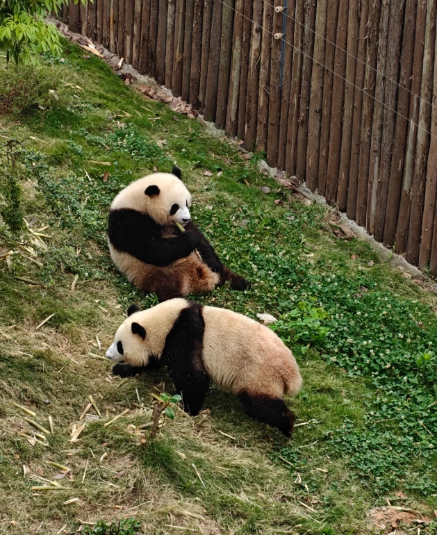best time to see pandas Chengdu best time to see pandas Chengdu