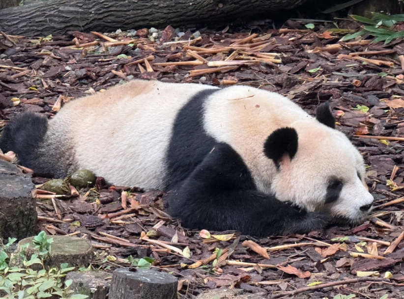Chengdu research base of giant panda breeding guide Chengdu research base of giant panda breeding guide