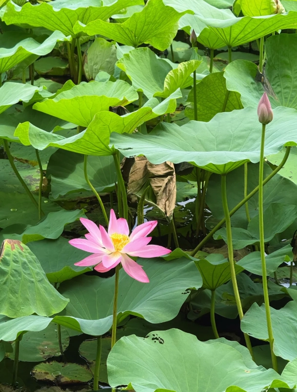Hangzhou travel for foreigners Hangzhou travel for foreigners