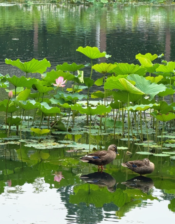 Hangzhou travel tips