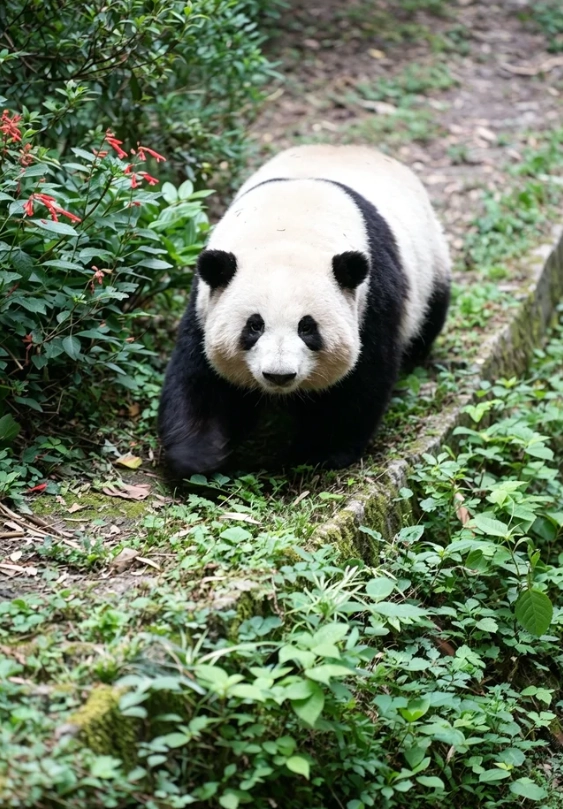 things to do in chengdu things to do in chengdu
