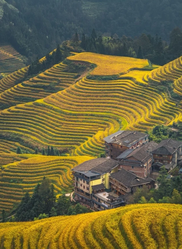 Longji Rice Terraces Longji Rice Terraces