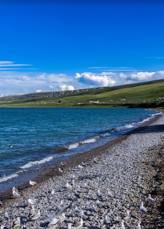 best time to visit qinghai lake best time to visit qinghai lake