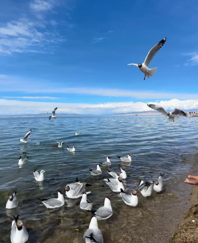 Qinghai Lake travel photography Qinghai Lake travel photography