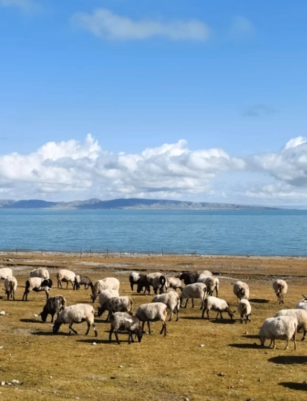 Qinghai Lake travel tips Qinghai Lake travel tips