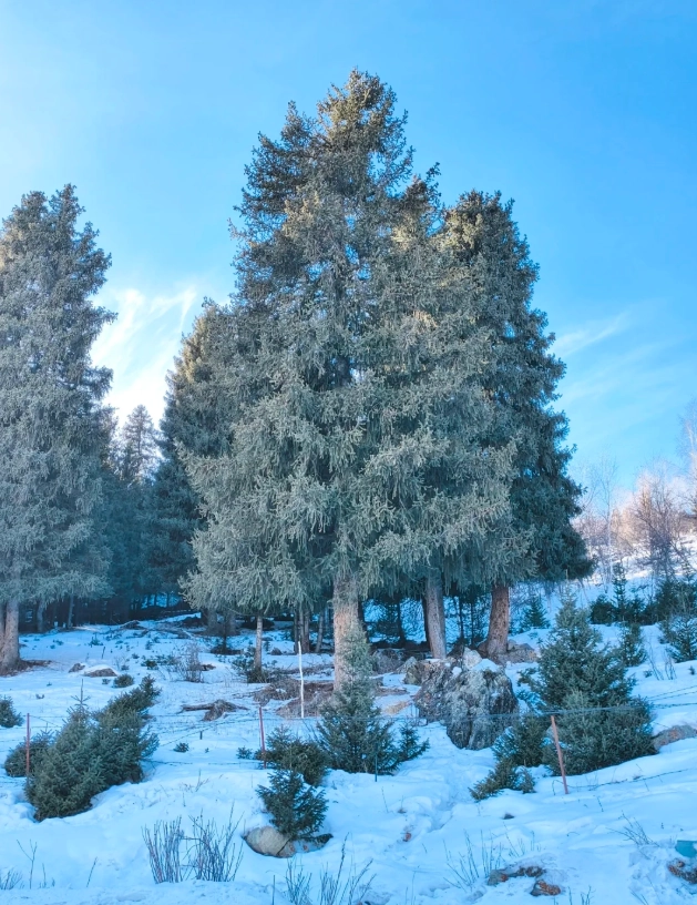 Tianshan winter travel Tianshan winter travel