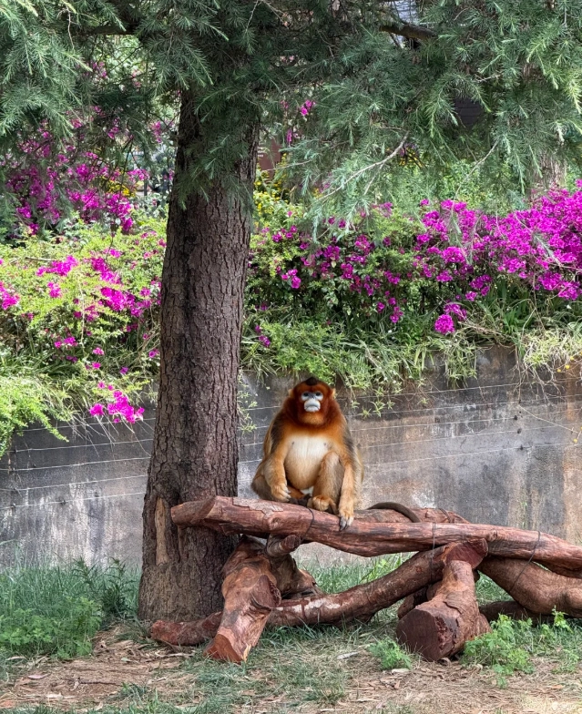 Yunnan Wildlife Park tips Yunnan Wildlife Park tips