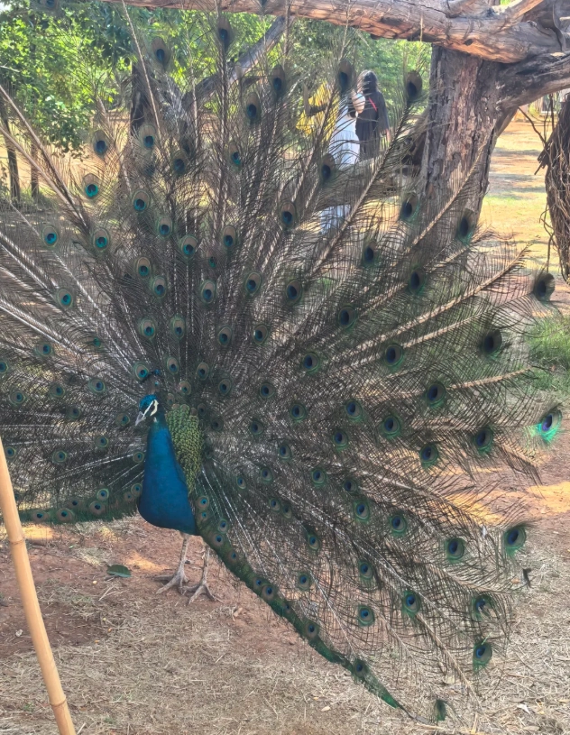 Yunnan Wildlife Park tickets Yunnan Wildlife Park tickets