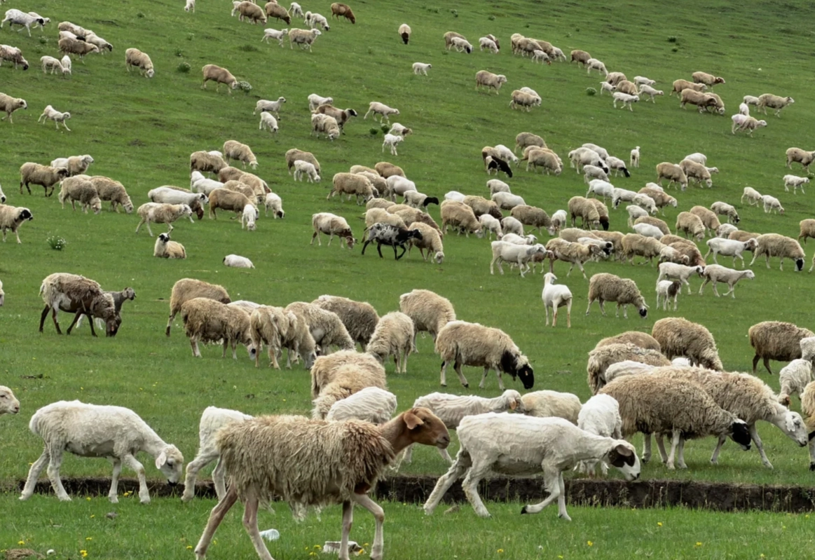 Photo of Hulunbuir Grassland: Inner Mongolia grassland photography