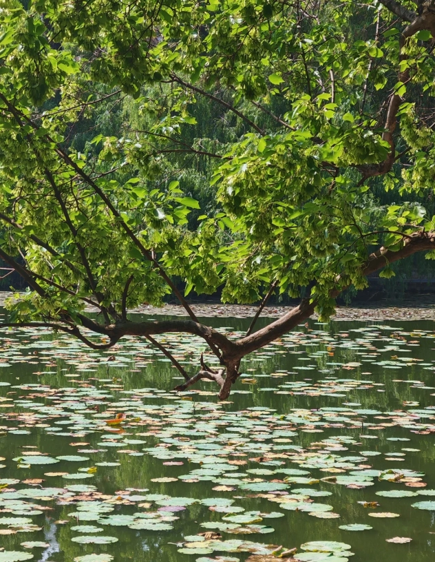 Green Lake Park Kunming ticket Green Lake Park Kunming ticket