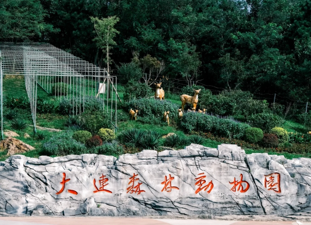 Is Dalian Forest Zoo Worth Visiting: 7 Honest Reasons from a Local Guide