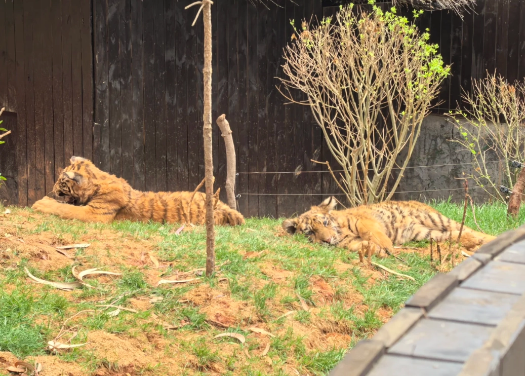 Yunnan Wildlife Park animals Yunnan Wildlife Park animals