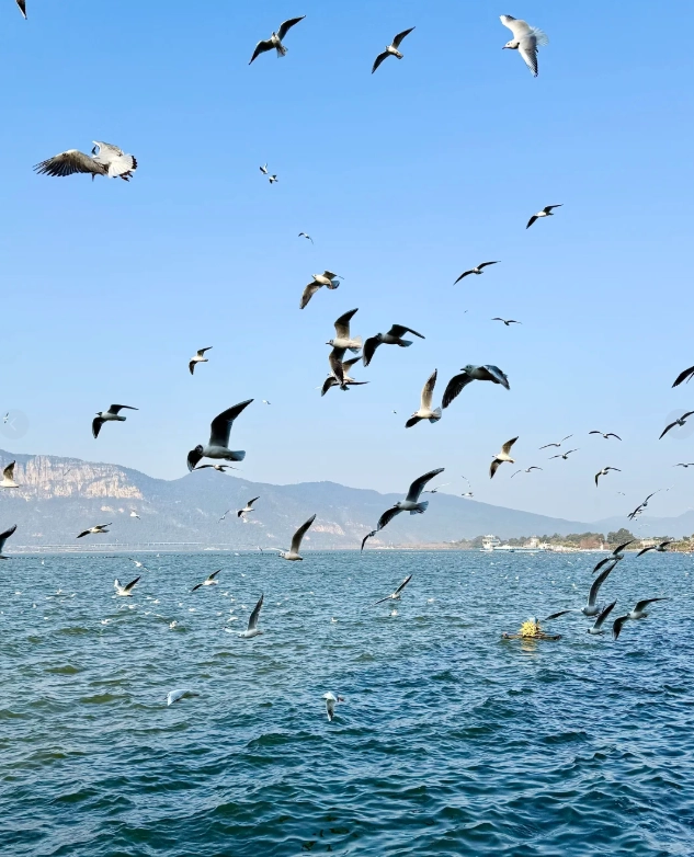 Dianchi Lake itinerary half day Dianchi Lake itinerary half day