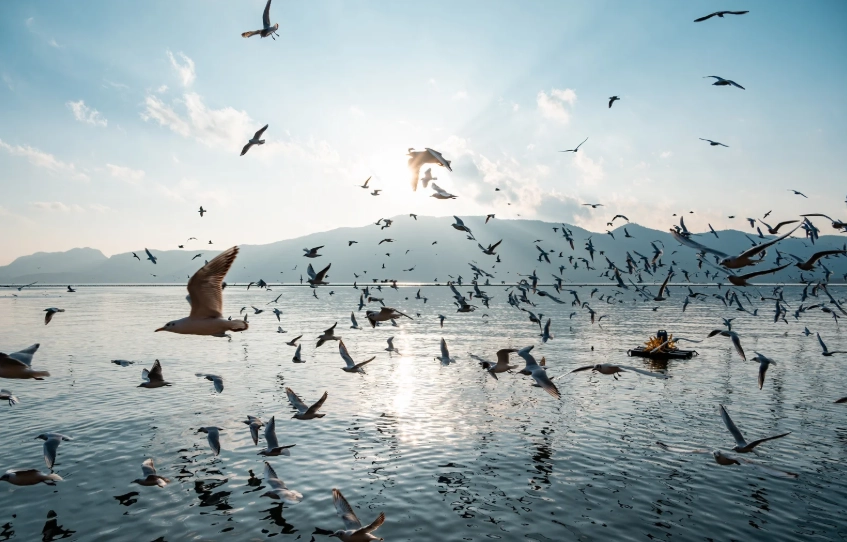 Dianchi Lake tips Dianchi Lake tips