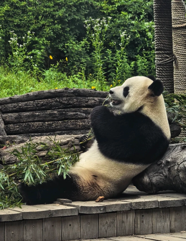 Dalian Forest Zoo Opening Hours: Beat the Crowds & Save Time