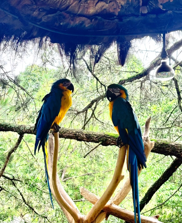 Kunming wildlife park visiting hours Kunming wildlife park visiting hours