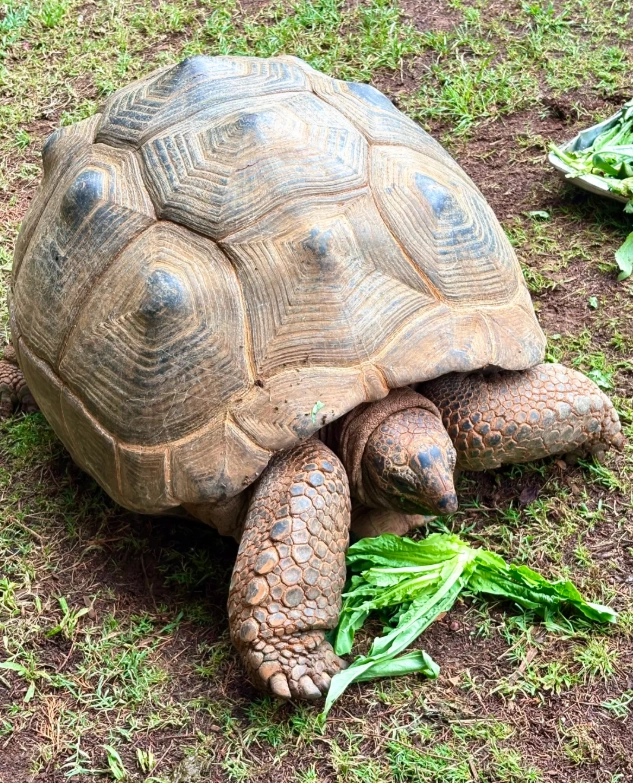 Yunnan Wildlife Park Opening Hours: Smart Tips to Save Time