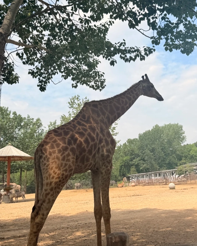 Dalian Forest Zoo animals