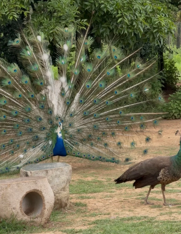Yunnan Wild Animal Park directions Yunnan Wild Animal Park directions