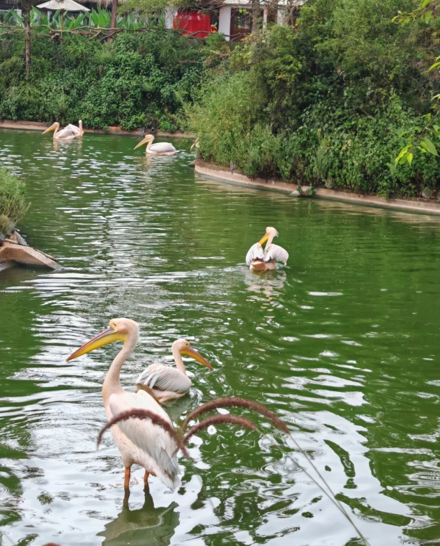 Yunnan Wildlife Park tickets Yunnan Wildlife Park tickets