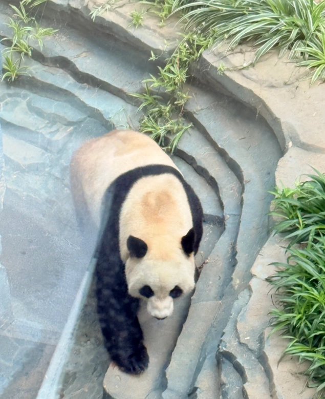Dalian Forest Zoo transportation