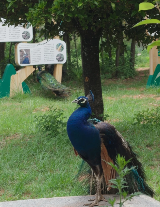 Yunnan Wildlife Park from Kunming city center Yunnan Wildlife Park from Kunming city center