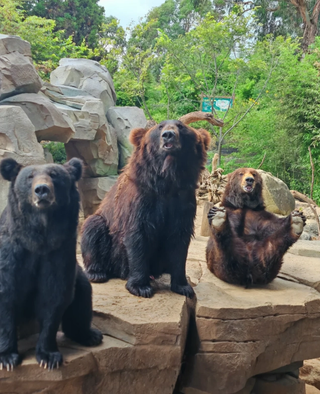 How Long to Spend at Yunnan Wildlife Park: 3 Hours to Full Day
